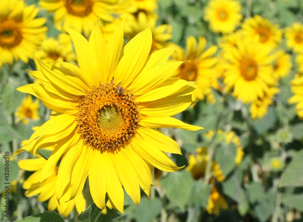 beautiful sunflower plant in the field, Thailand