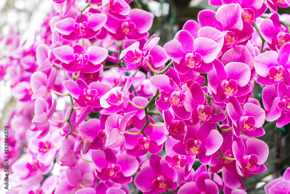 Obraz premium Orchid flower and green leaves background in garden. Orchid is considered the queen of flower in Thailand.