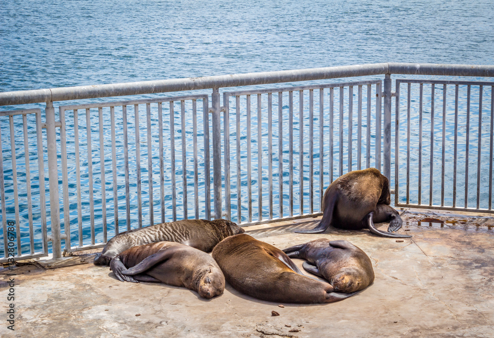 Fototapeta premium Seals sleeping in the sun in an enclosure at Victoria and Alfred Waterfront