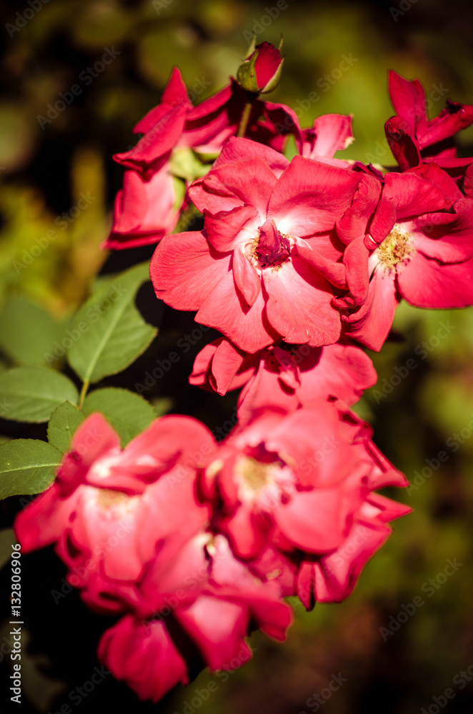 Obraz premium Red flowers closeup