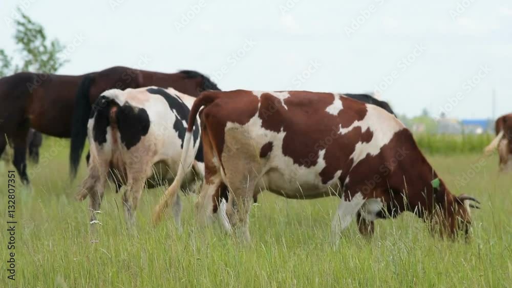 Cattle and horses grazing on green meadow. Agriculture and farming Cattle and horses grazing on green meadow. Agriculture and farming