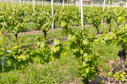 Vineyards in the Valpolicella region in Italy photo