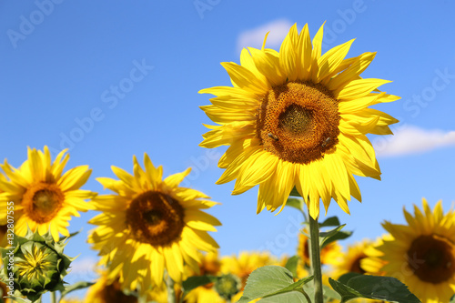 Sonnenblume mit Bienen vor Himmel