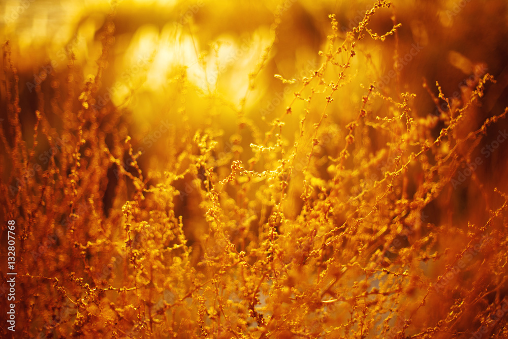 Natural golden background with golden grass