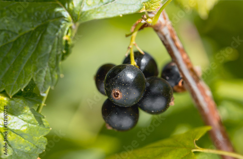 Black currant on the branch at the garden.