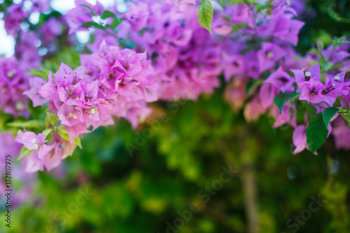 Fotomurale Bougainvillaea flowers at the nature