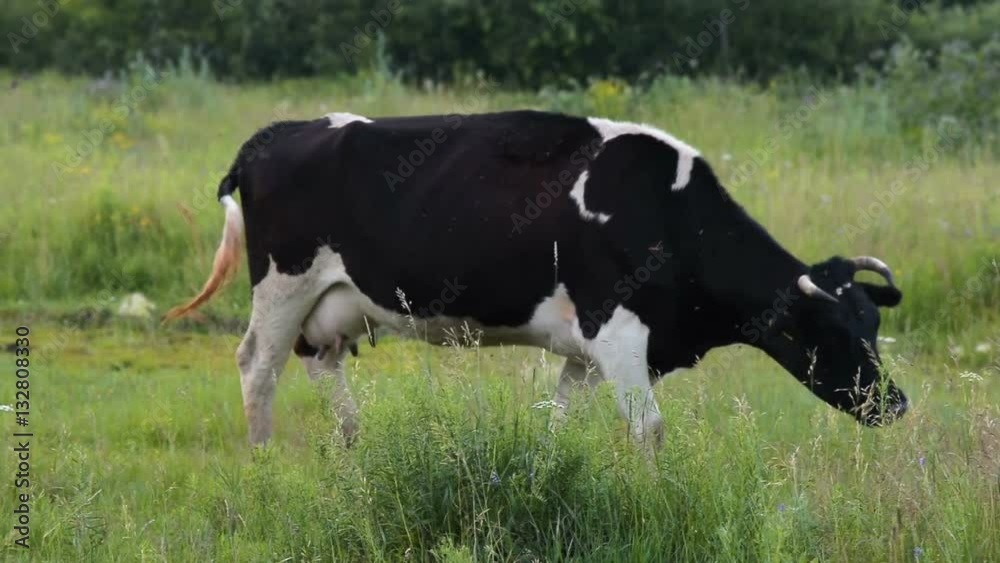 Black and white milk cow walking on green meadow. Cattle and farming Black and white milk cow walking on green meadow. Cattle and farming