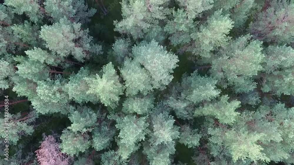 Vertical Flight Over The Forest 7 Vertical Flight Over The Forest 7