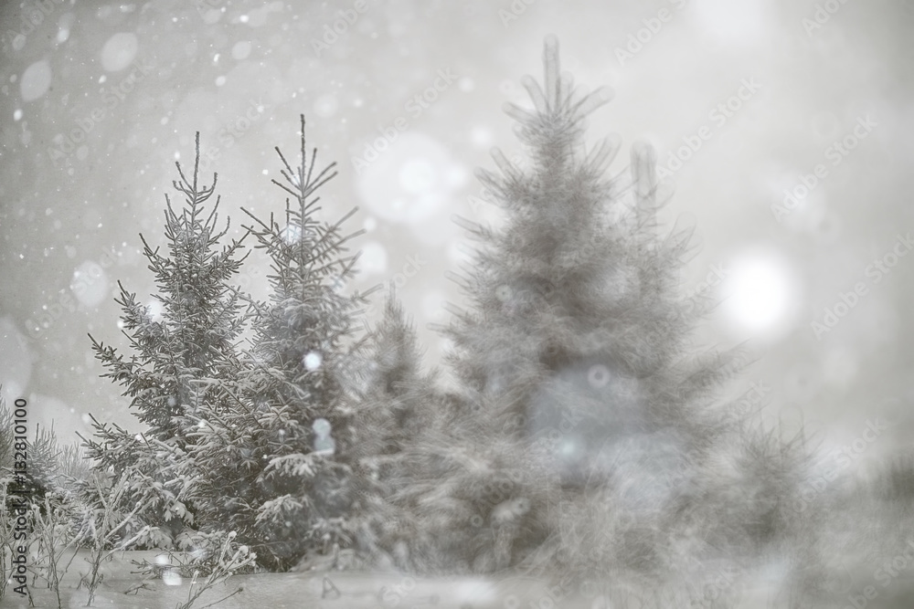 Fototapeta premium blurred background small Christmas trees with snow winter