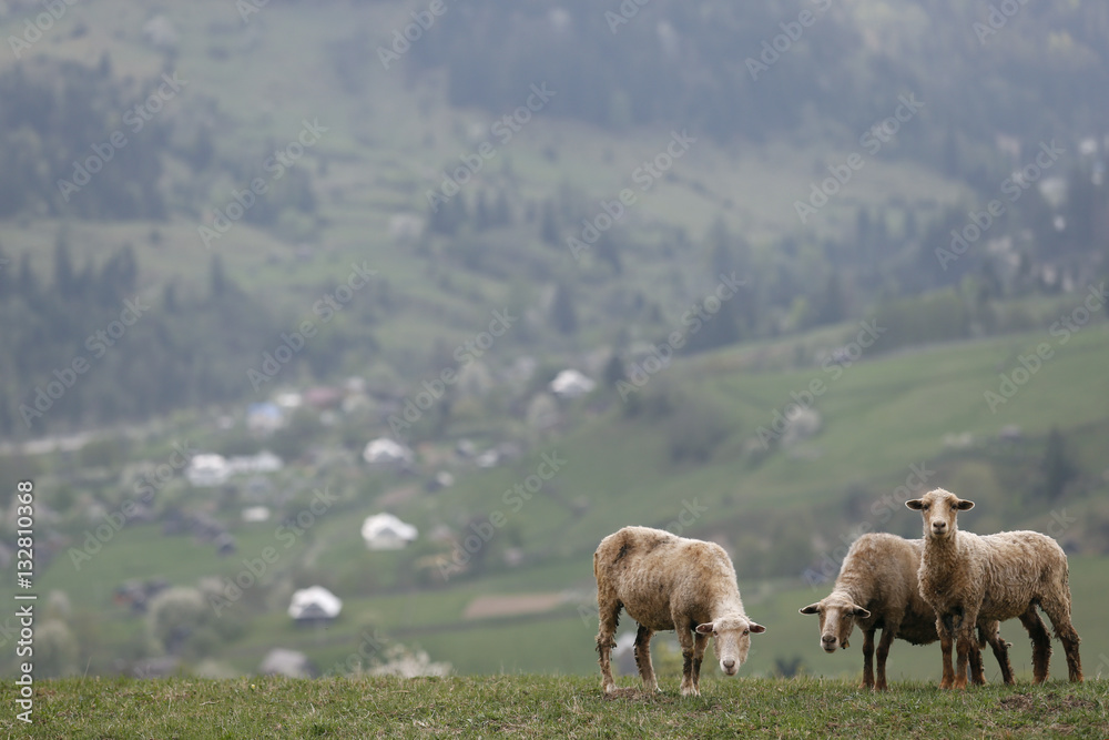 sheep in the village sheep in the village