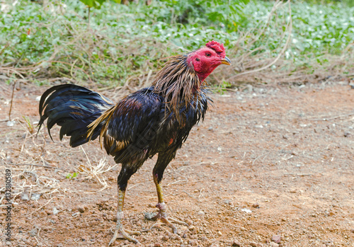 fighting cock in farm