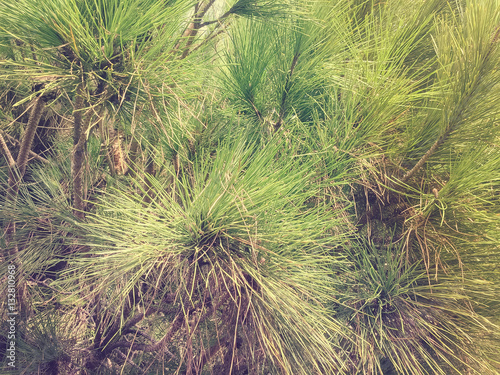 Natural Christmas pine tree branches background closeup photo