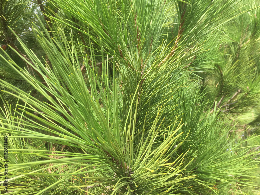 Natural Christmas pine tree branches background closeup Natural Christmas pine tree branches background closeup
