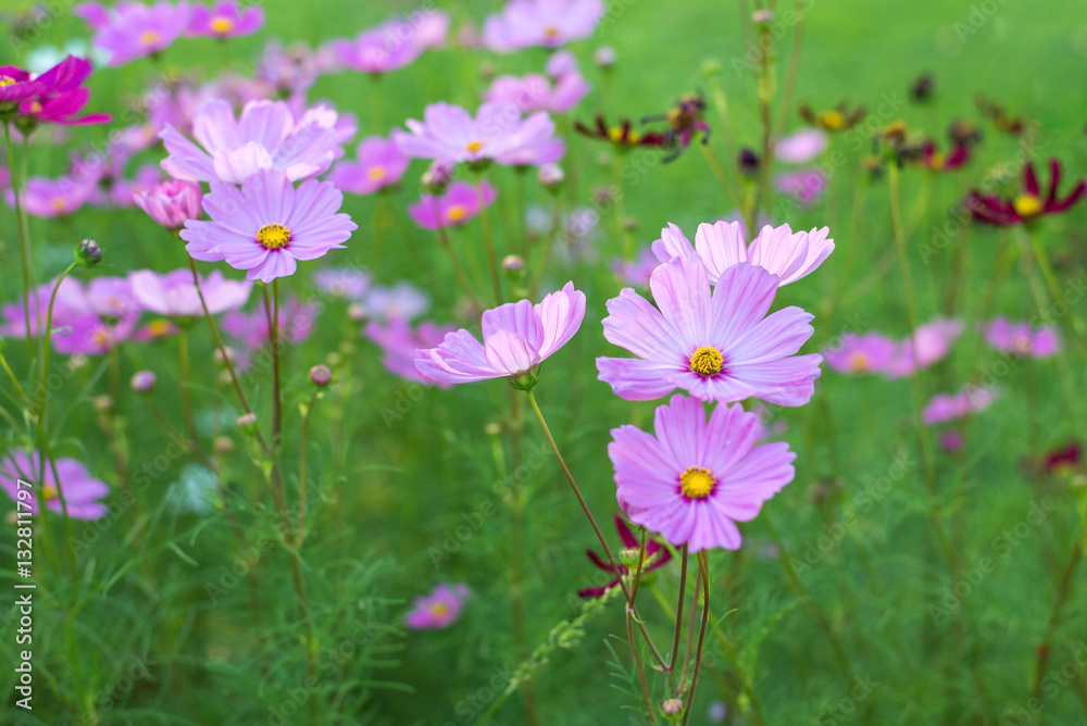 Soft focus cosmos flowers in the garden Soft focus cosmos flowers in the garden