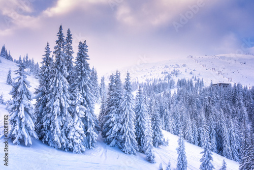 Amazing snowy and frosty winter sunset over a ski resort with white dressed christmas or fir trees, Carpathian mountains