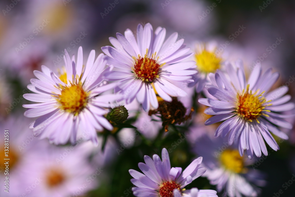 flower flower