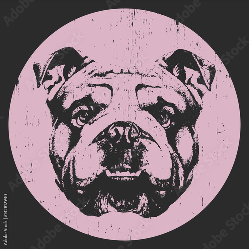 Portrait of English Bulldog. Hand drawn illustration. Vector.