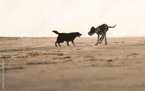 Two dogs playing