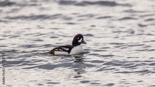 The common goldeneye is a medium-sized sea duck. The species is named for its golden-yellow eye. These diving birds forage underwater.