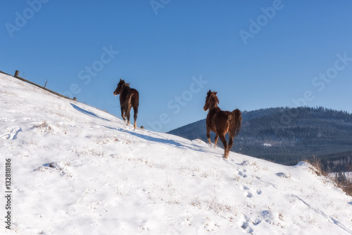 Couple of graceful horses walking at the mountainside  winter landscape