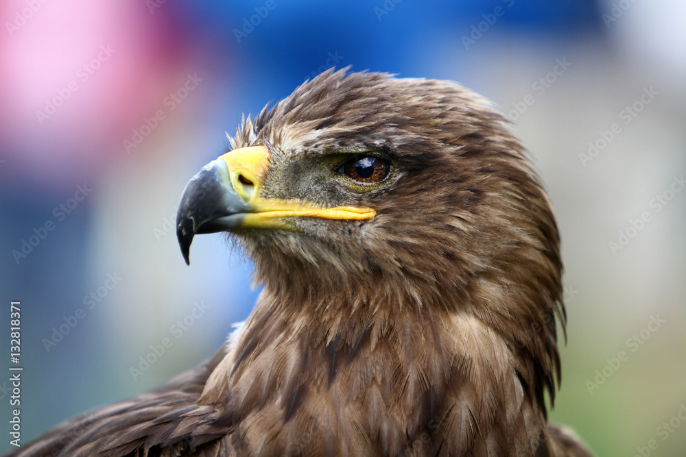 Eagle Eagle