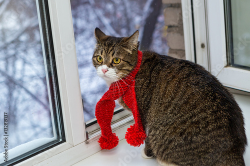 Cat in a red scarf sits on the windowsill