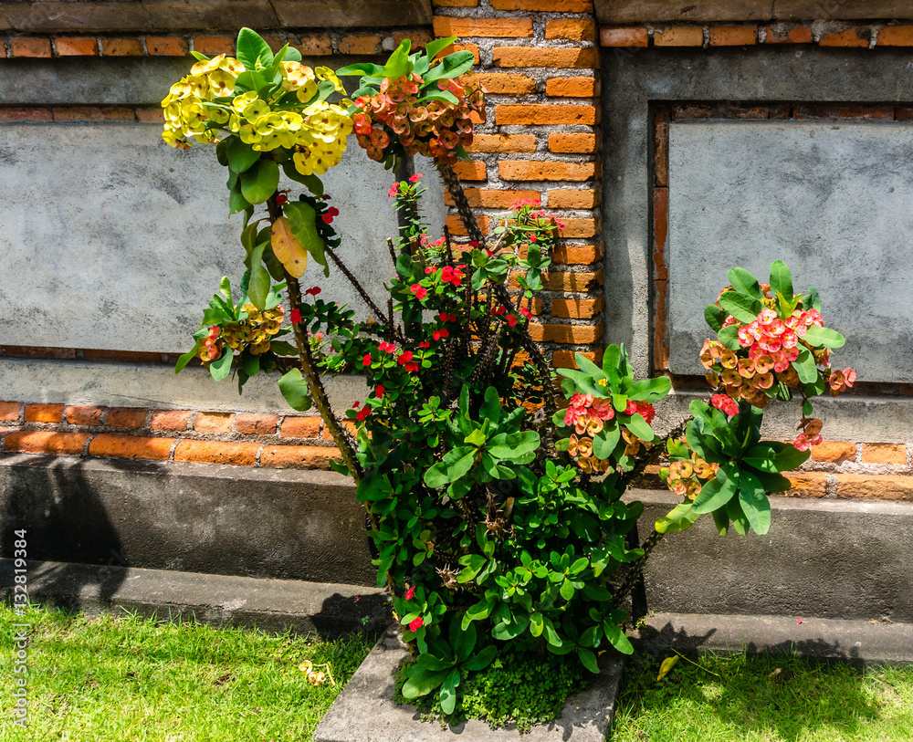 Naklejka premium PLANTE EXOTIQUE