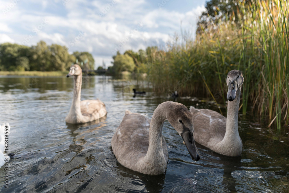 Fototapeta premium Schwan