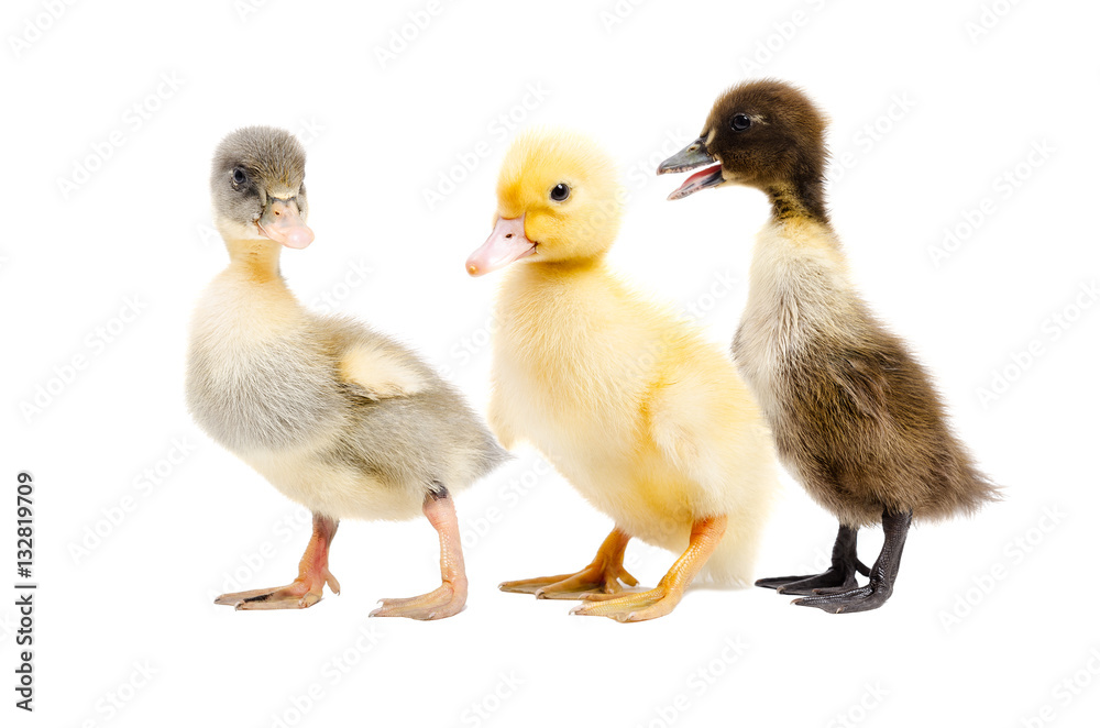 Three duckling standing together