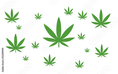 Hanf - Cannabis - Marijuana