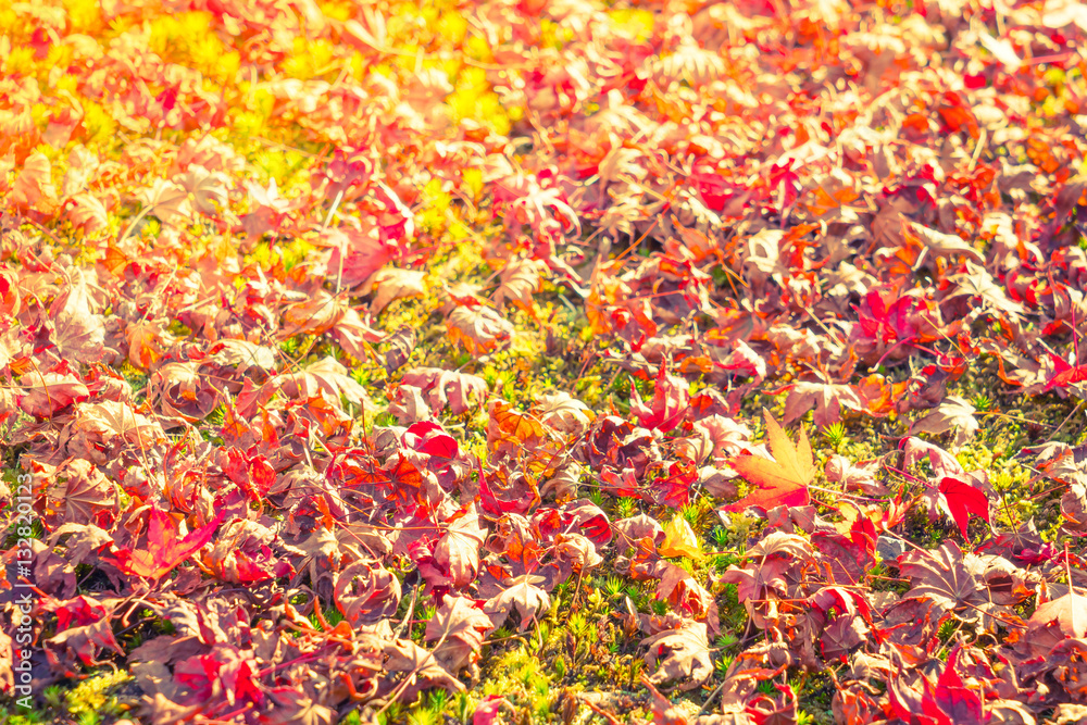 Red Yellow autumn maple leaves on fresh spring green grass Red Yellow autumn maple leaves on fresh spring green grass