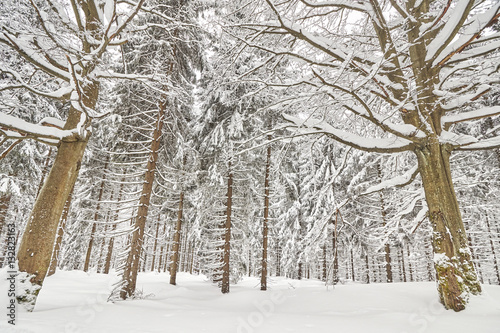 Winter forest landscape with snow covered trees. photo