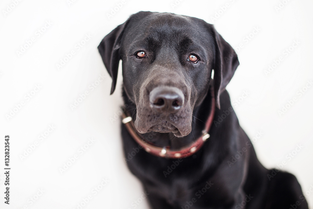 Black Labrador dog looking directly at the camera a sad look. Retriever dark color on isolated white background. Pet at home in a red collar.