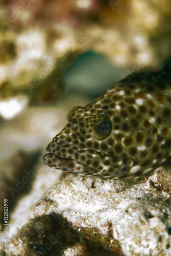 Brownspotted grouper