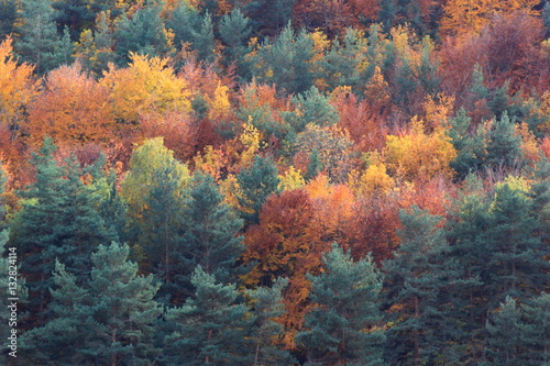forêt aux couleurs d'automne