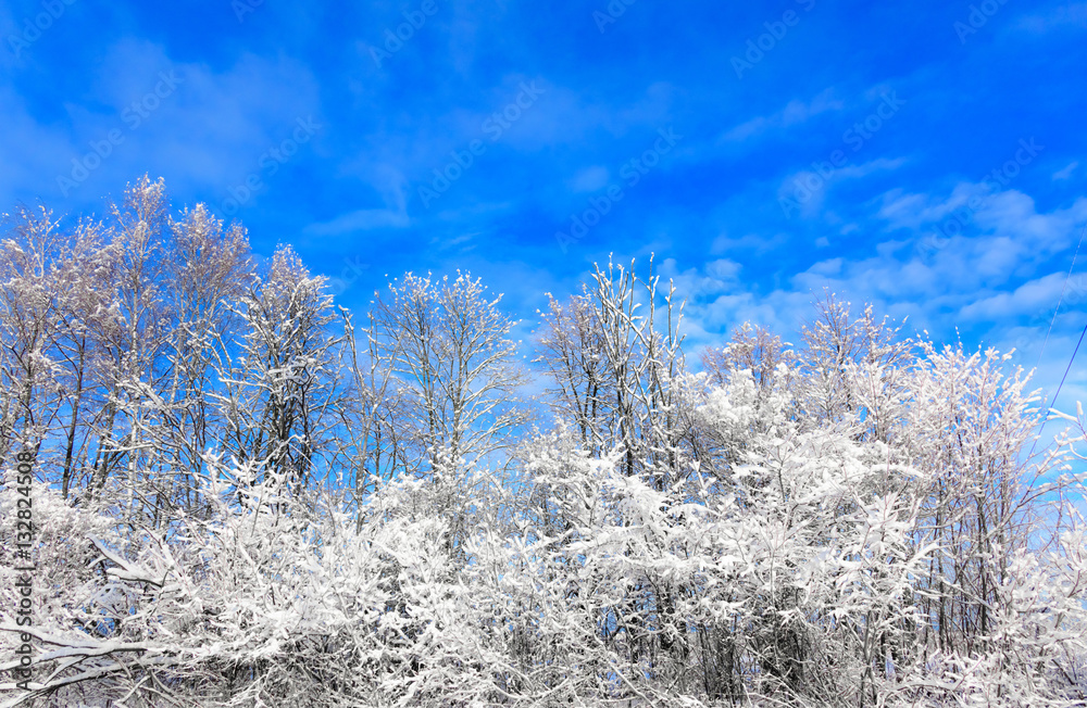 sun in winter forest trees covered with snow sun in winter forest trees covered with snow