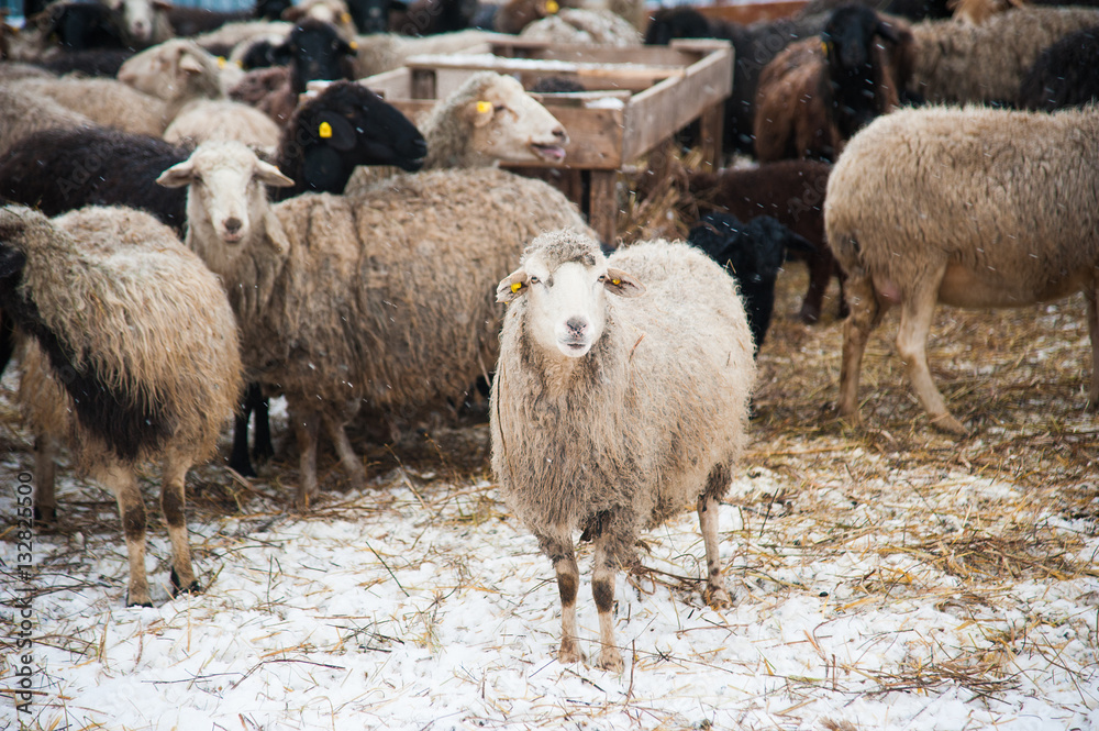 Obraz premium Sheep on a farm