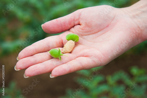Woman showing chickpeas in close up