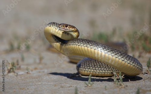 Caspian whipsnake photo