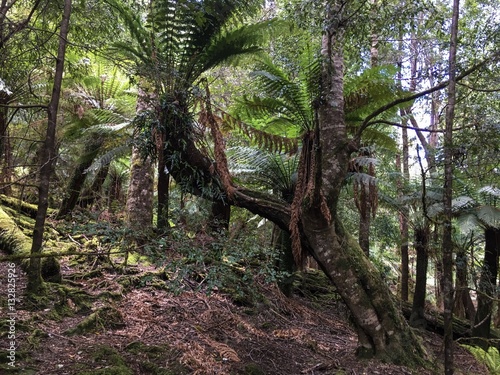 Tasmania Rainforest © Kelly Cheng