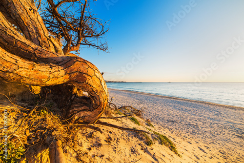 pine tree on the beach