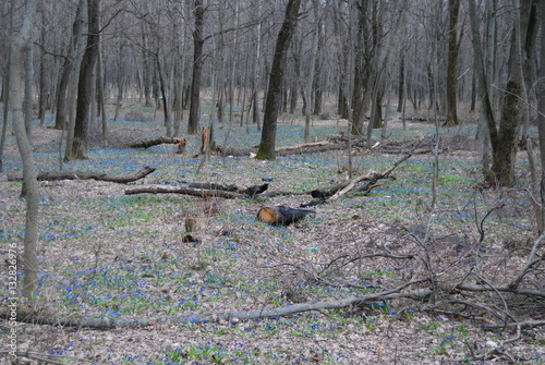 Quadro su tela spring forest