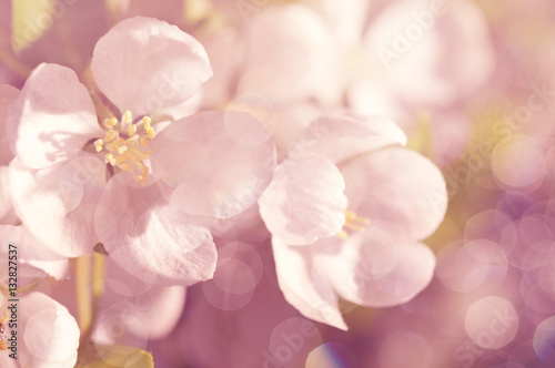 Vintage floral background in soft pastel tones.
