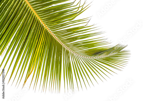  palme de cocotier, fond blanc 