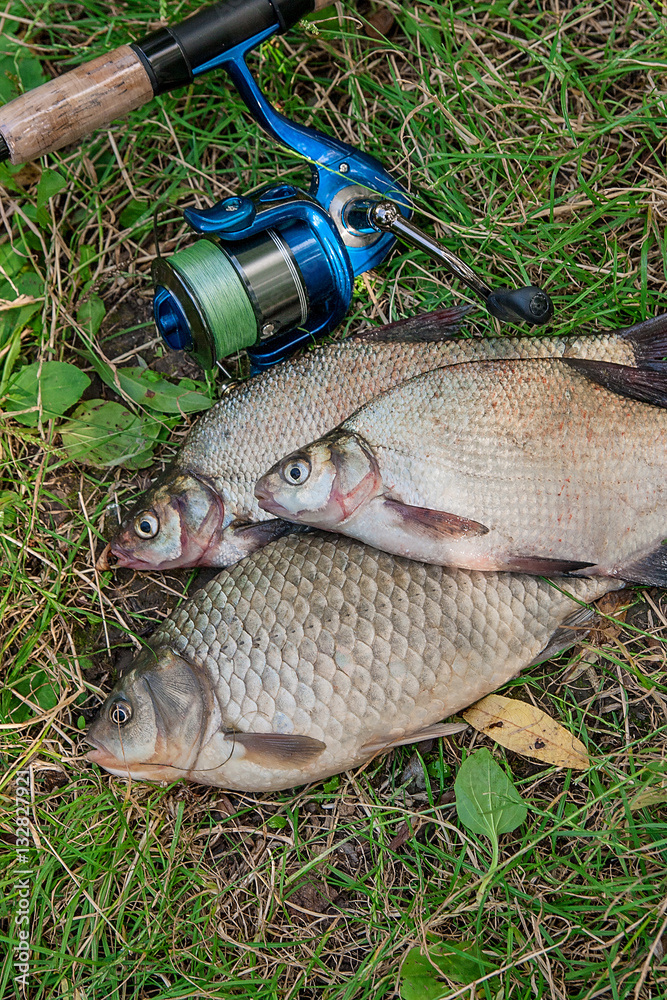 Several common bream fish, crucian fish, roach fish, bleak fish