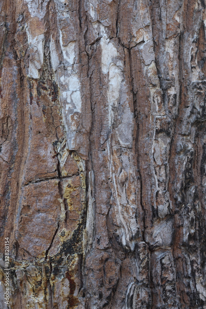 Obraz premium Bark looked as beautiful art.