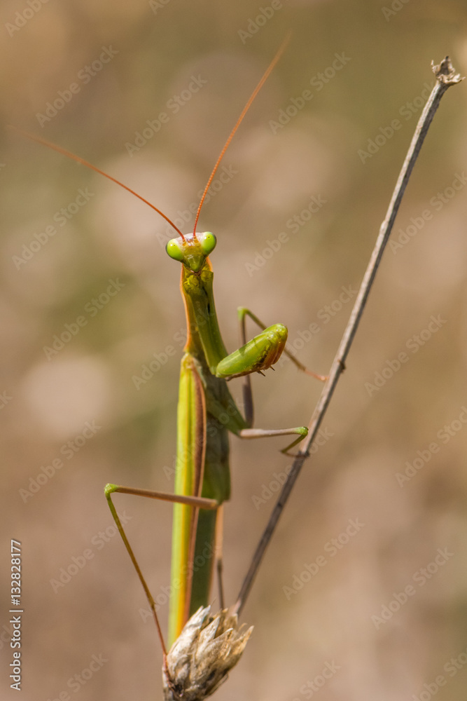 A Mantis Enjoying the Photo Session A Mantis Enjoying the Photo Session
