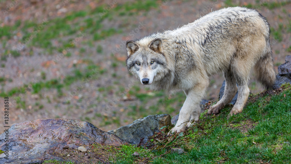 Naklejka premium Timberwolf (gray wolf) walking on the trail.