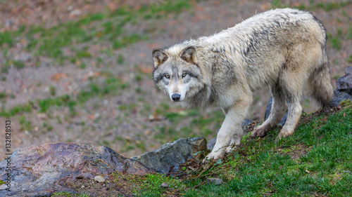 Timberwolf  gray wolf  walking on the trail.