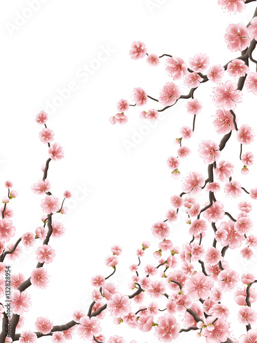 Delicate pink sakura cherry blossoms. EPS 10